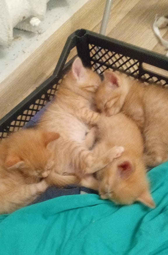 Пристраиваются 4 рыжих котёночек. 1 девочка и 3 мальчика...