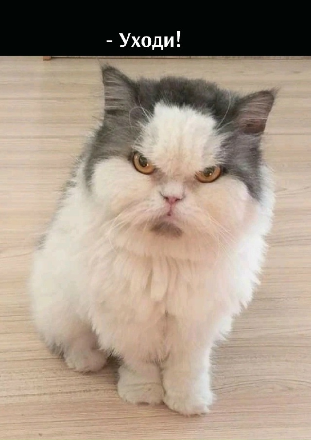 Что за глупые вопросы?