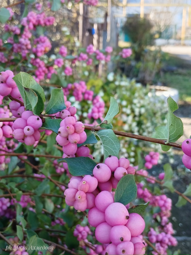 Отличная погода, 31 октября.🍁🌞