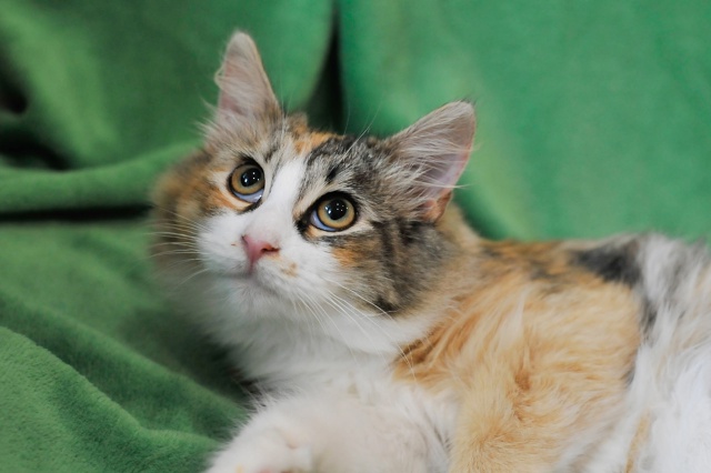 Санкт Петербург и ЛО! Признаюсь честно, но только ником...