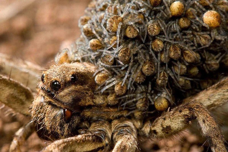 🕷️ Южнорусский тарантул чаще появляется в Москве
Всё из-за тёплой зимы. Укус паука вызывает такую ж