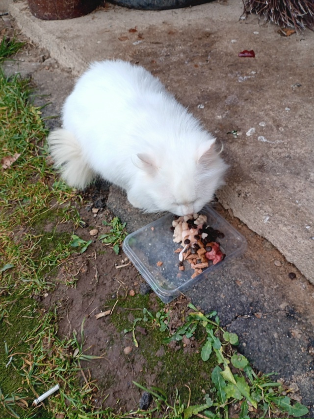 Добрый день! Может кто потерял кошку или кота, на Молод?...