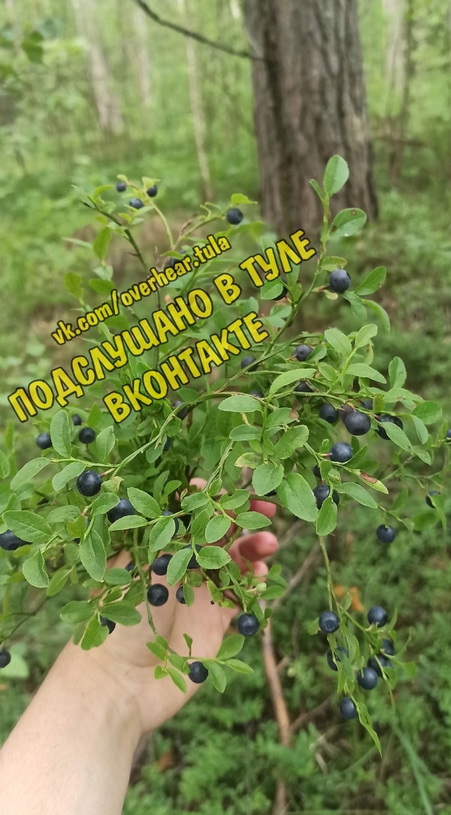 А Вы уже собирали чернику?😏