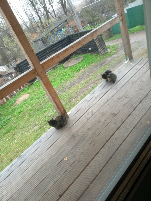 Чьи котята? Ул.Интернациональная, 29