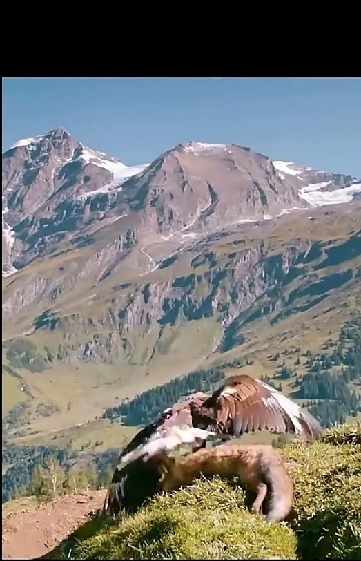 Орел, крупный хищник который парит в небе. Жертвами нап...