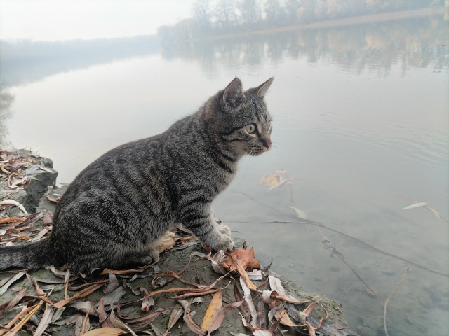 Мурмелад решил оторваться от суеты и насладиться прир?...