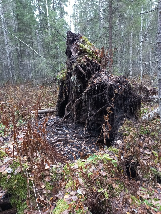 Мой компас азимут назначил:
Шагать на север через лес!
?...