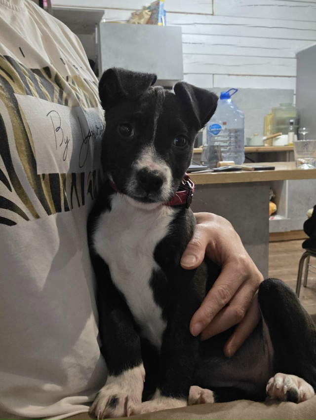 Малышка 2,5 мес ищет свой дом, осталась одна из помета , п...