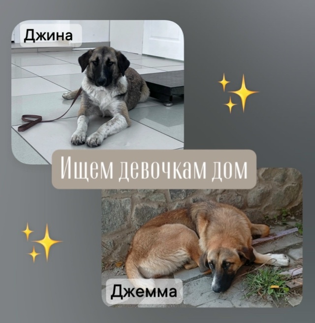 ❕ПРИСТРОЙ❕
Две замечательные сестрички ищут свой дом...