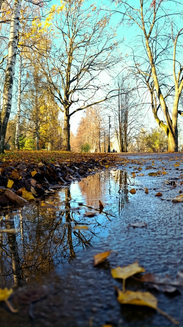 Осенняя Павловская роща🍂