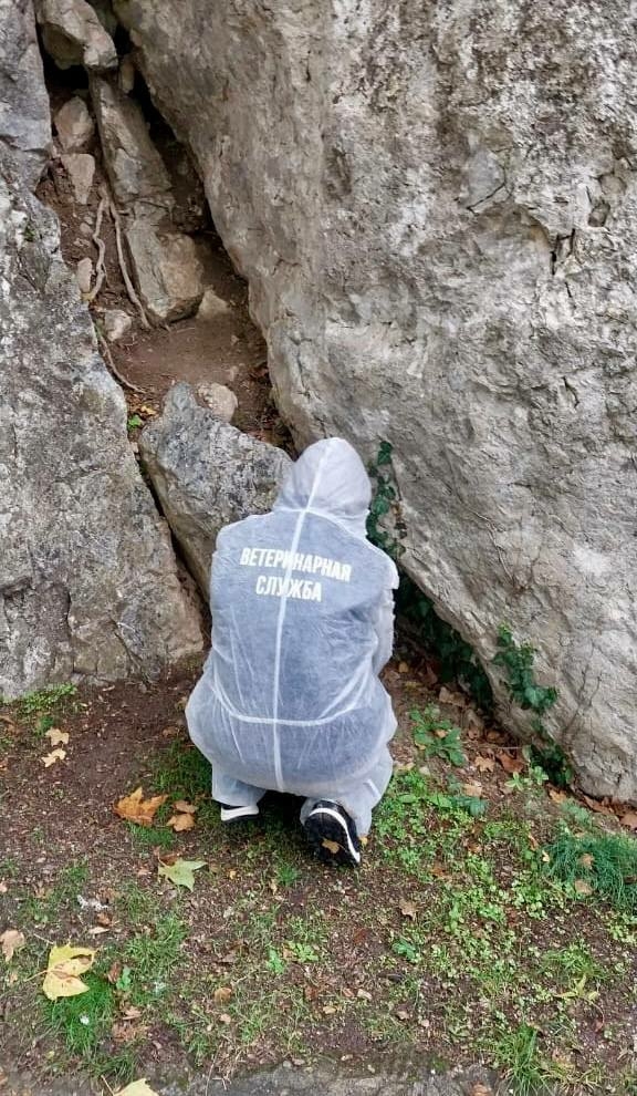 ‼️Важно! Если в лесу нашли эти 