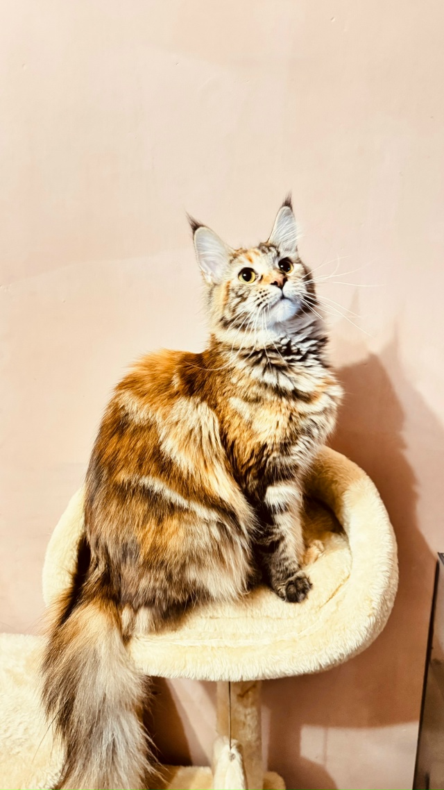 Пропала кошка породы мейнкун район улицы Советской.от?...