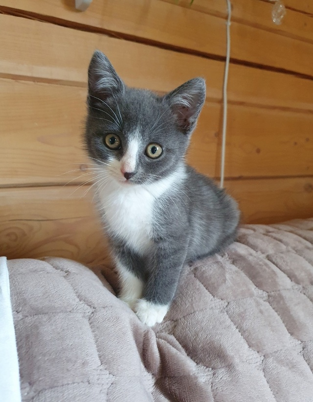 🐈Котята ищут дом🐈
Были спасены с улицы.
Оба мальчики...