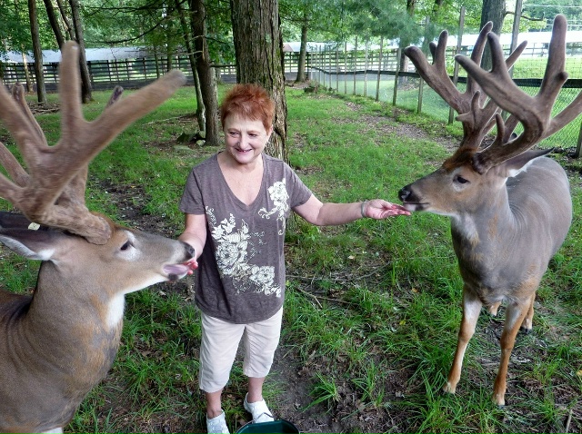 Белохвостый олень: Их рога — биомесиво, а болезнь зомб?...