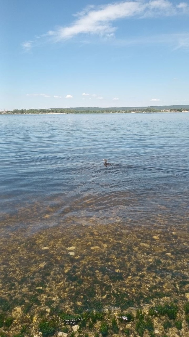 🙏 Раненого баклана спасли в Жигулёвске
На городском ?...