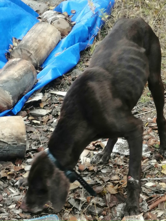 Чья потеряшка? В 11 часов находился по пер. Пионерскому. ...