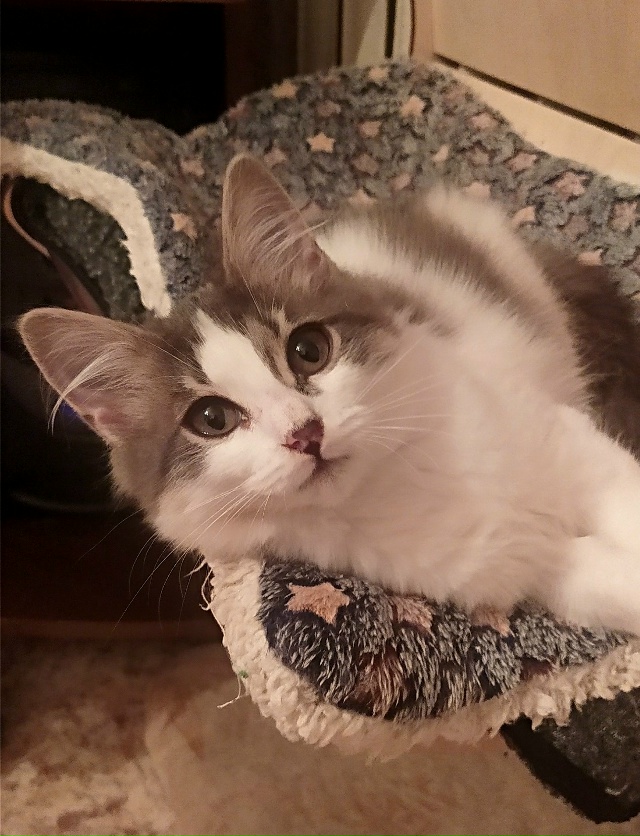 Маленький Пуховичок остался один. Сестрица уехала в но...