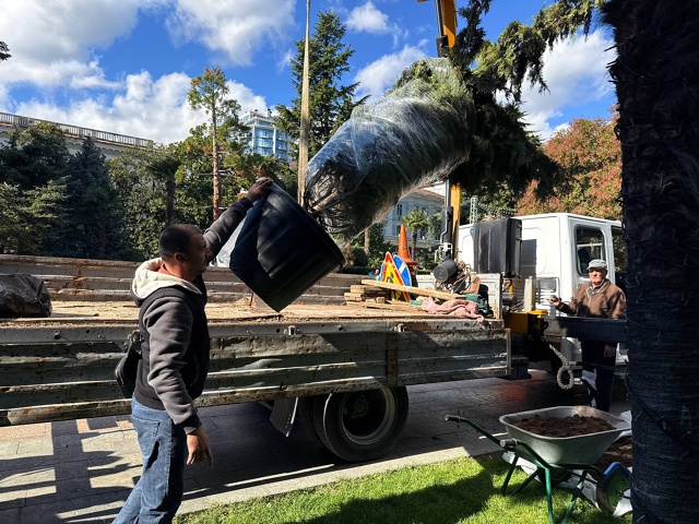 🌳 В Ялтинском до конца года планируют посадить около 2...