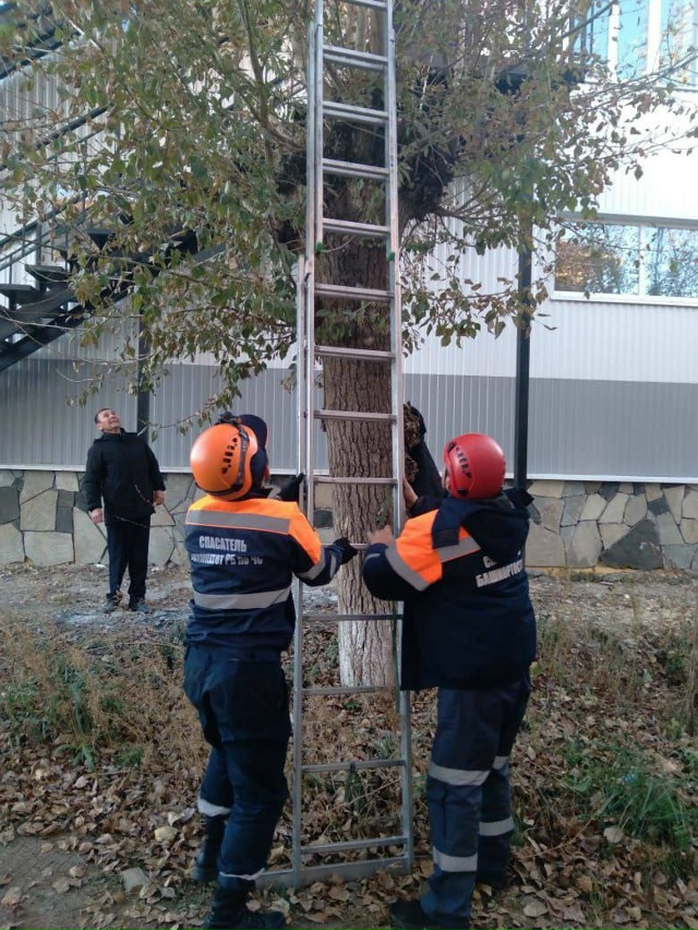 Спасатели сняли с дерева 10-летнего пацана.
В Сибае 10-л?...