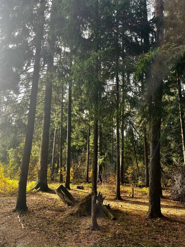 Осень в нашем лесу 🍁🍂