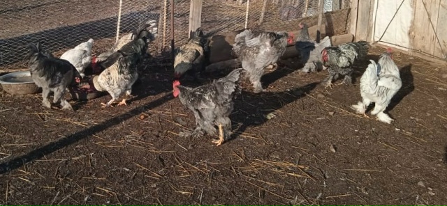 Продаются породистые петушки! Короли птичьего двора! Э...