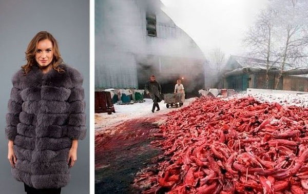 Им сдирают шкуры заживо, они еще долго и мучительно уми...