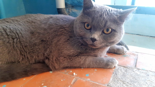 Никто кота не терял? Сидит в подьезде три дня, зашуганн?...