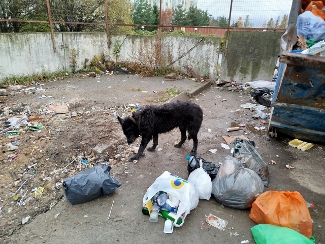 Кто друга потерял? На Верхней, возле АТП кормится.