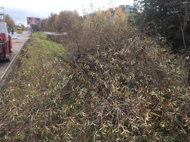 Подписчики недовольны спилом деревьев на Фрунзе: