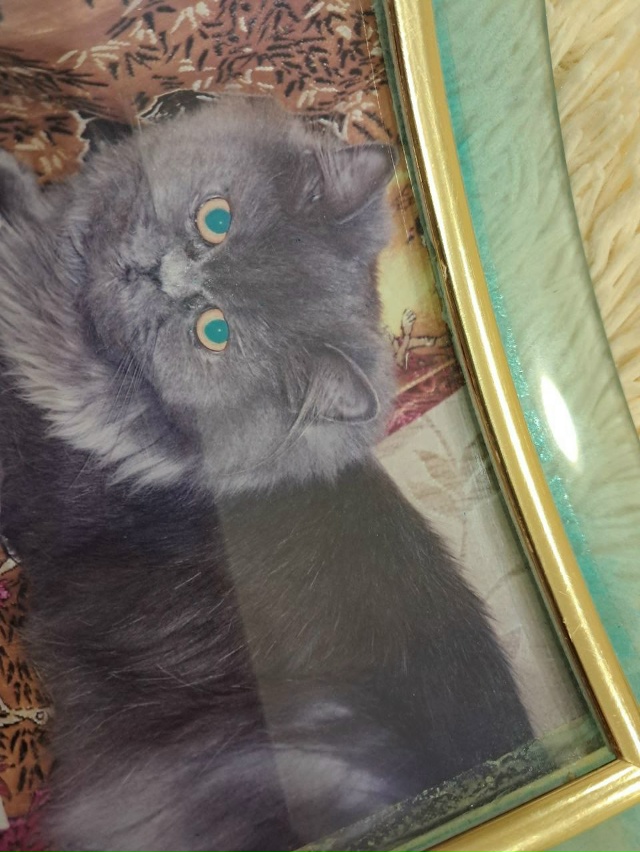 Кошка Тася (кто помнит, тот помнит) 15 лет назад) Это ещё ?...