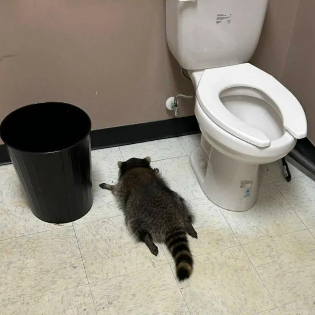 В США енот ночью пробрался в магазин алкоголя, напился,...