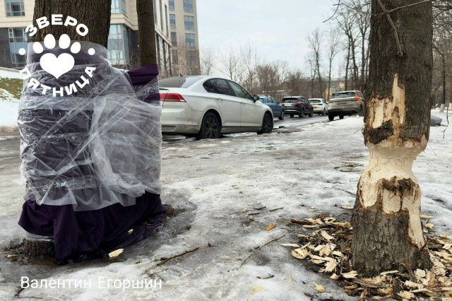 🦫 Бобр с Чёрной речки стал новой достопримечательнос?...