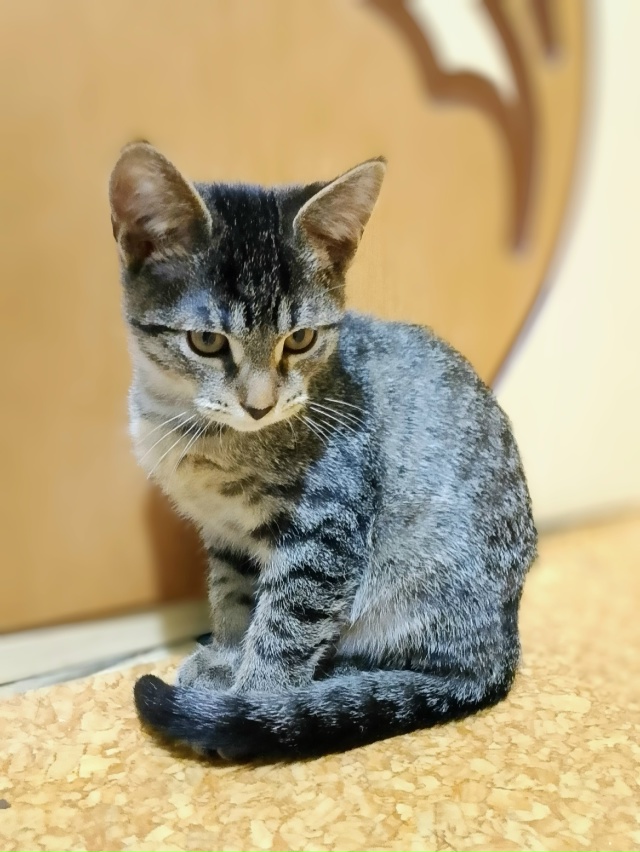 Отдам котëнка (мальчик, 3 месяца) от домашней кошки в до?...