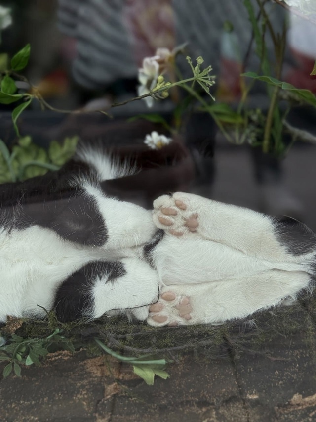 у этого кота идеальная жизнь