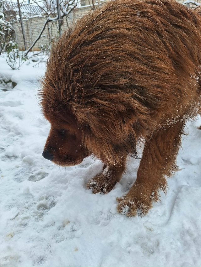 Уважаемые жители района пожалуйста пропала собака , ти...