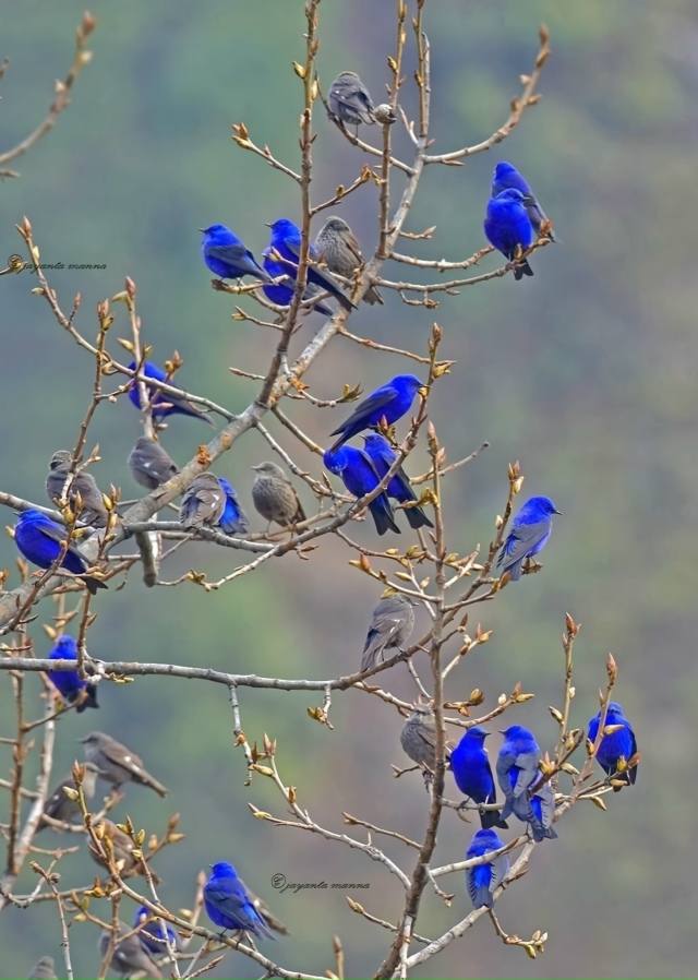 Грандала или Лазоревая птица
Самцы блистают синевой, ?...