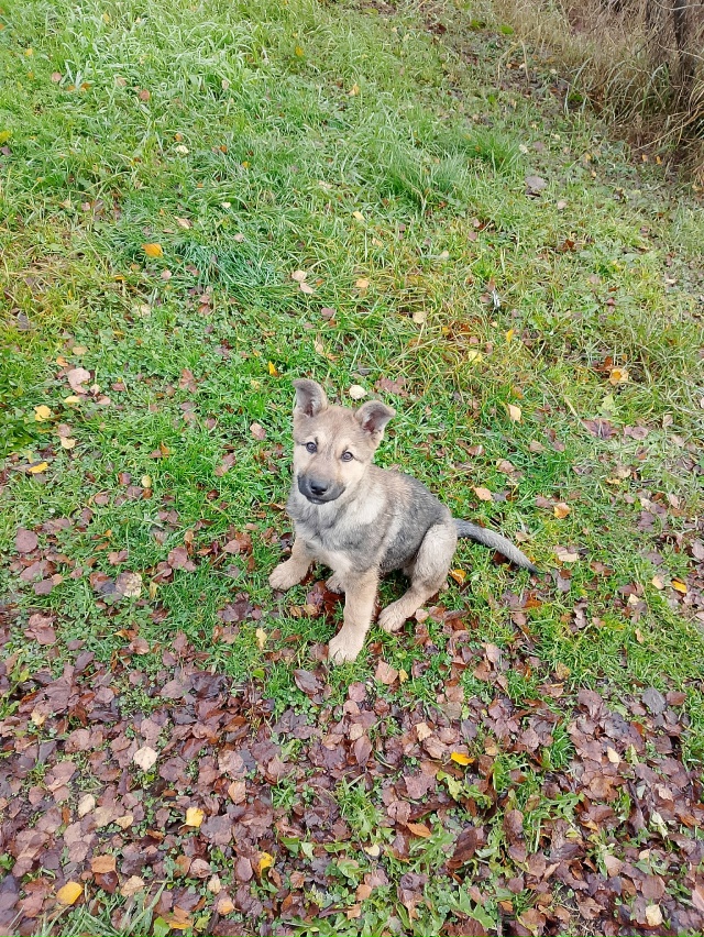 В районе третьей школы бегать щенок девочка.