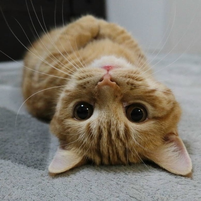 Я пришел к тебе с приветом, рассказать, что солнце вста?...