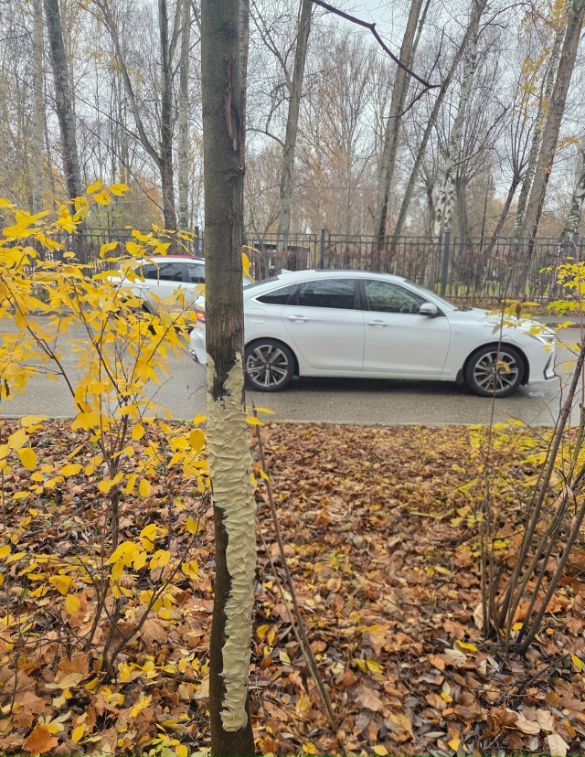 Лечение 20 летнего клена по адресу Семченко 7