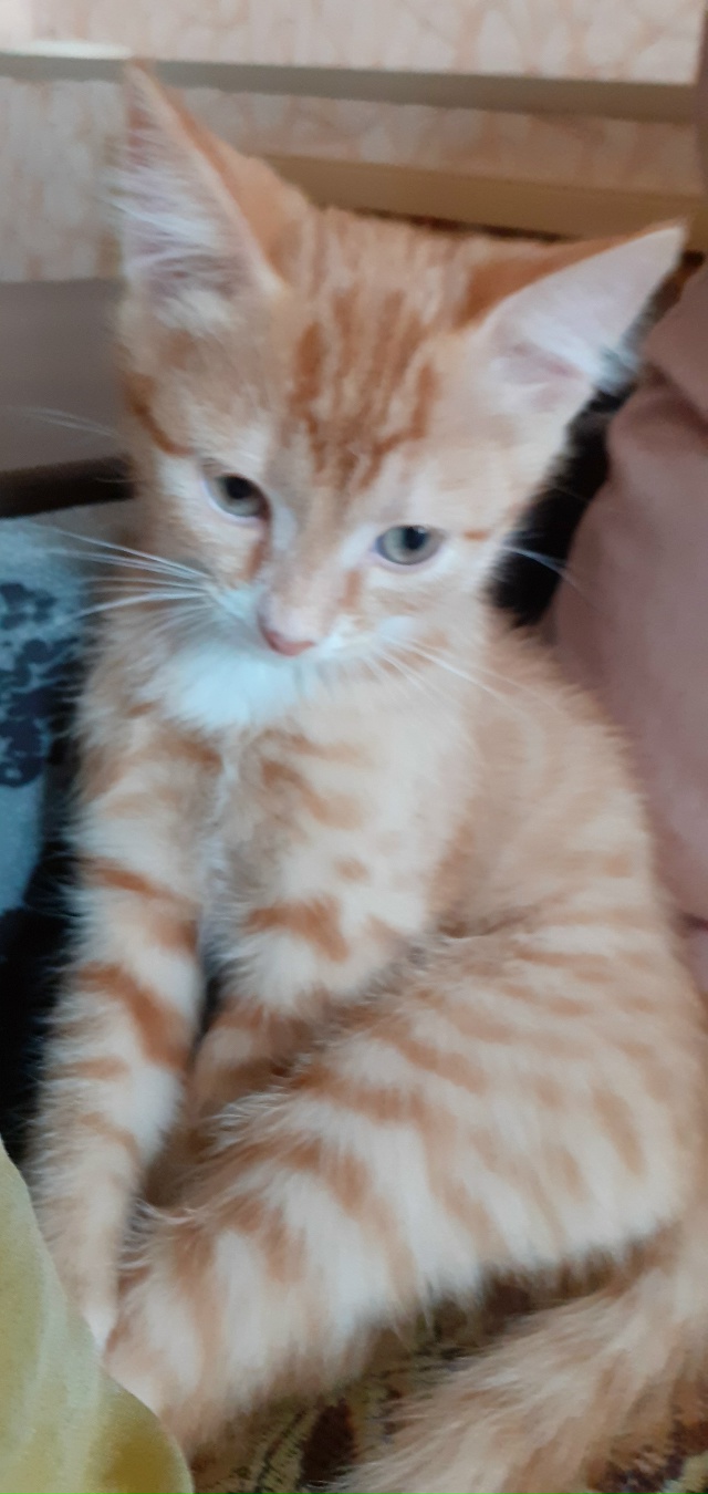 Отдам котят в добрые руки. Рыжий мальчик, серая кошечка...