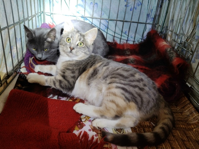 Помогаю информационно. На участке у пожилой женщины по...