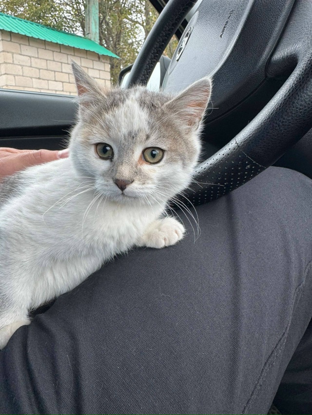 Котята родились в июле.😉 Красивые здоровенькие. Кормл...