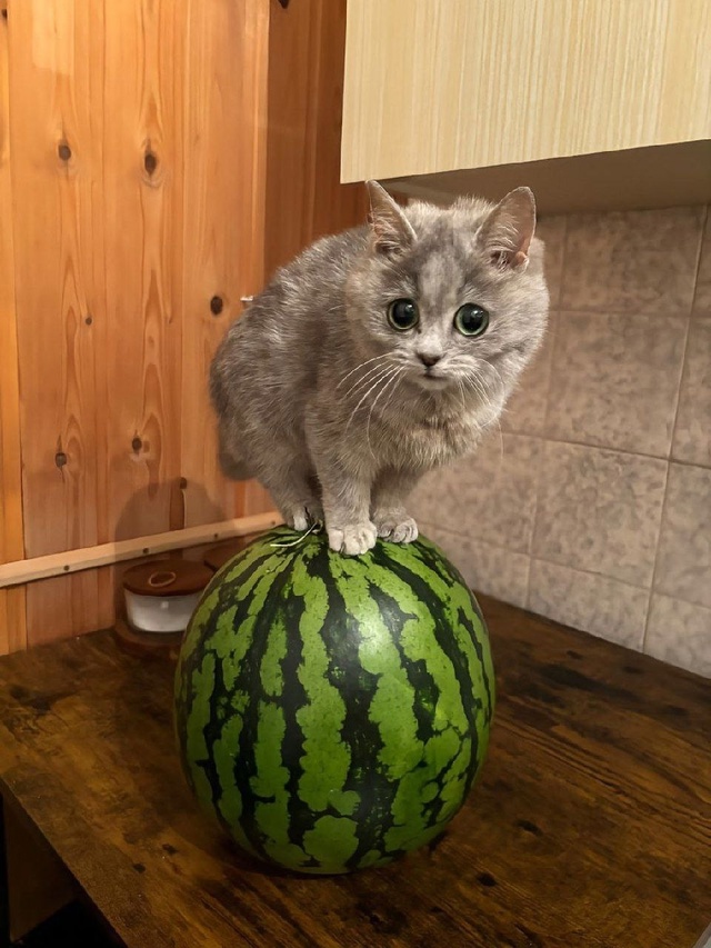 То, что вам сейчас просто необходимо увидеть — кот и ар...