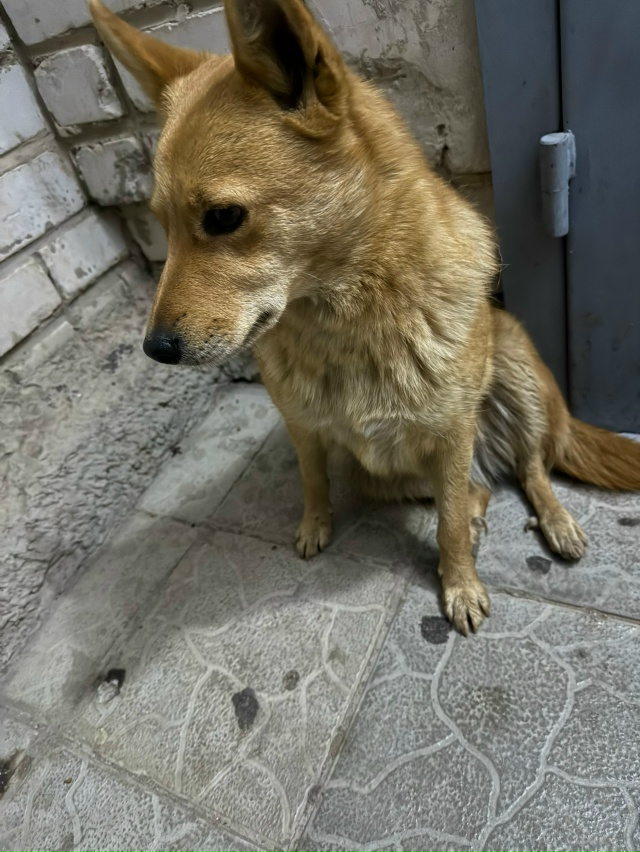 Админ выложи пожалуйста,может кто потерял своего песе?...