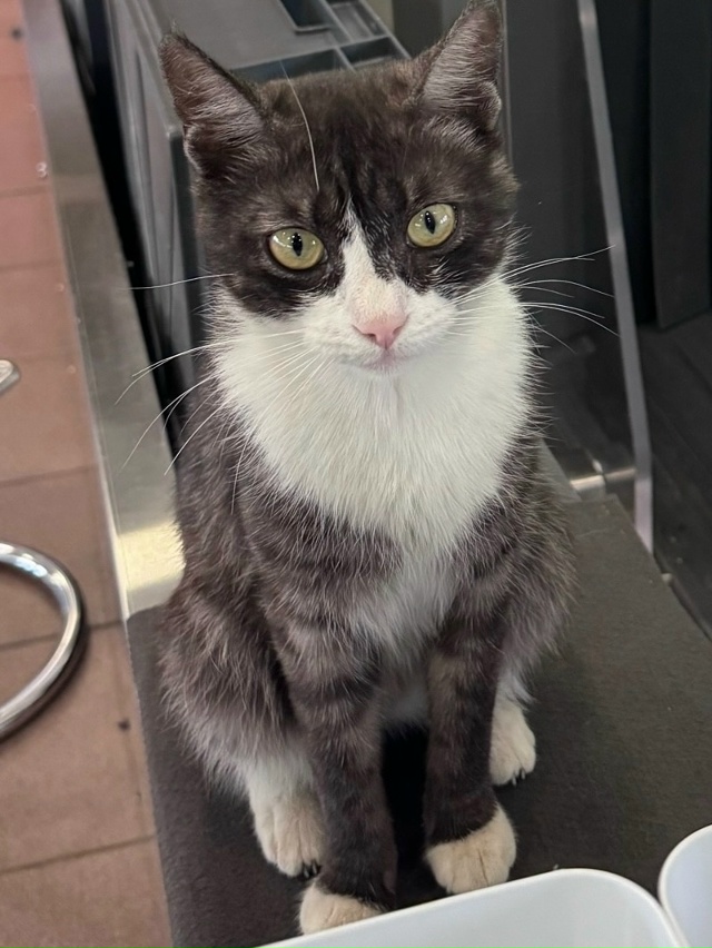 Ищем старых или новых хозяев!
Появилась несколько дней...