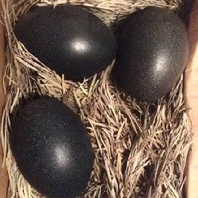 Аям чемани — куры этой редкой породы черные не только ?...