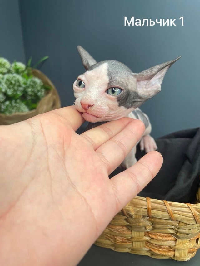 🩵😻🩷Продаю Милашeк-Очаровашек💗 Приoбрeтая ceбе сфин?...