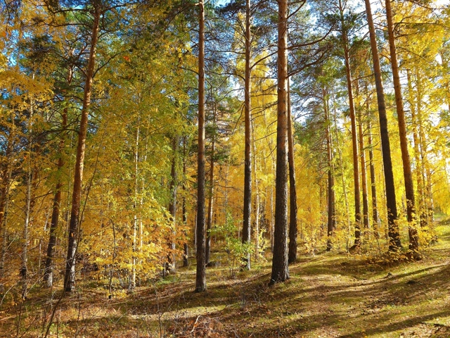 Золотая осень на Уктусе.
За фото спасибо нашему подпис...