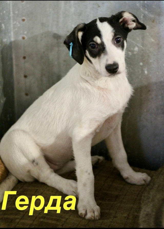 Вот такие звёздочки четверолапые Две сестрички Герда ...