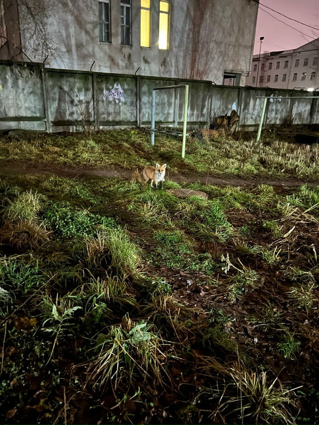 Лисичка ночью ходит греться к люку за Речным училищем ?...